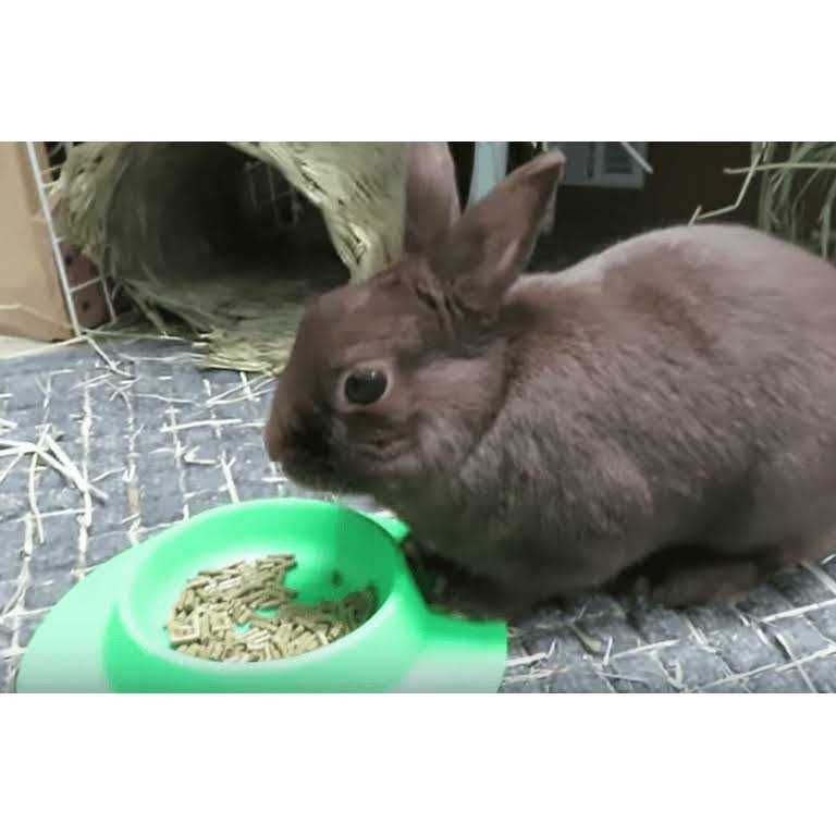 Tip-Proof Bowl for Guinea Pigs and Small Pets F894