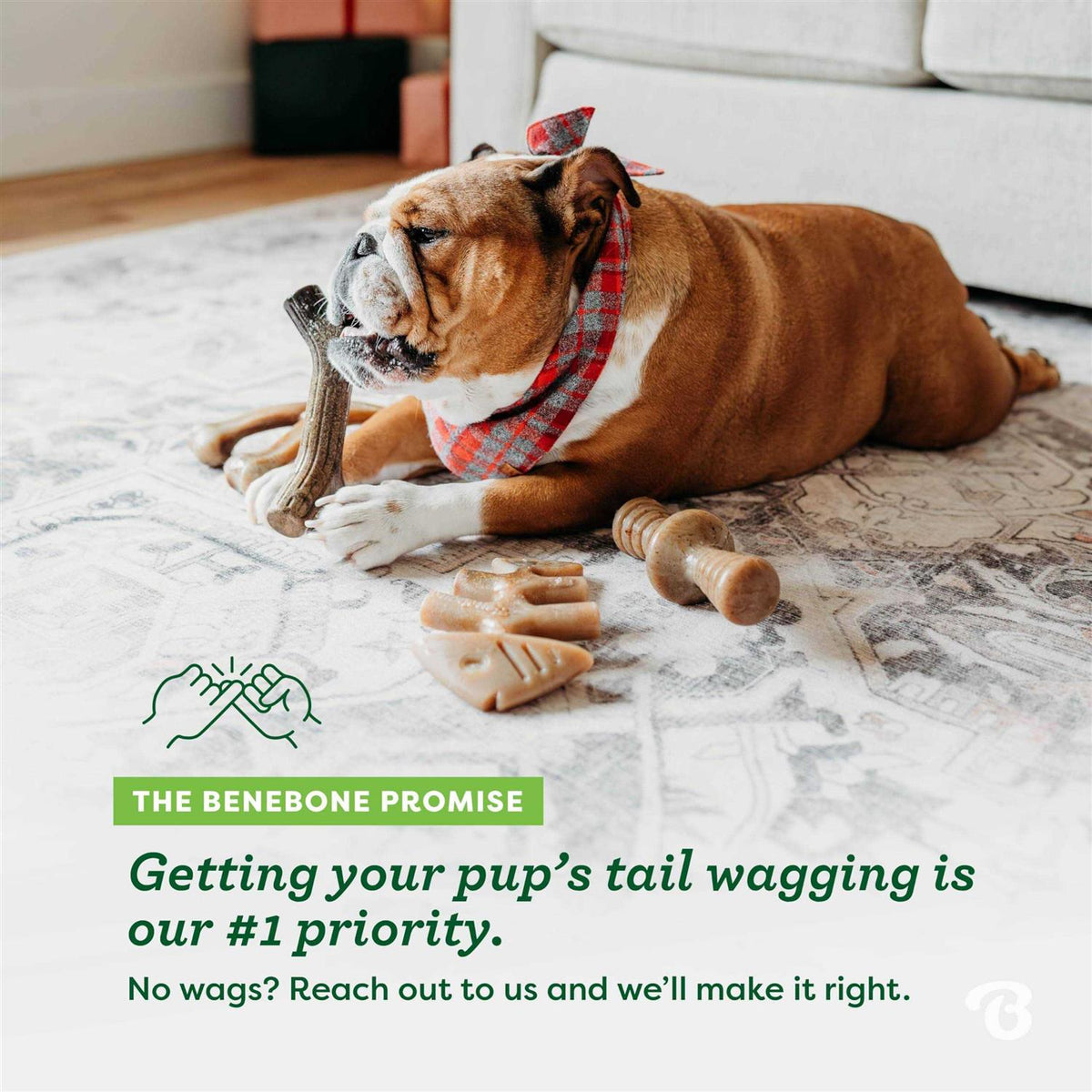 Dog Chew Toy 4 Pack P75580