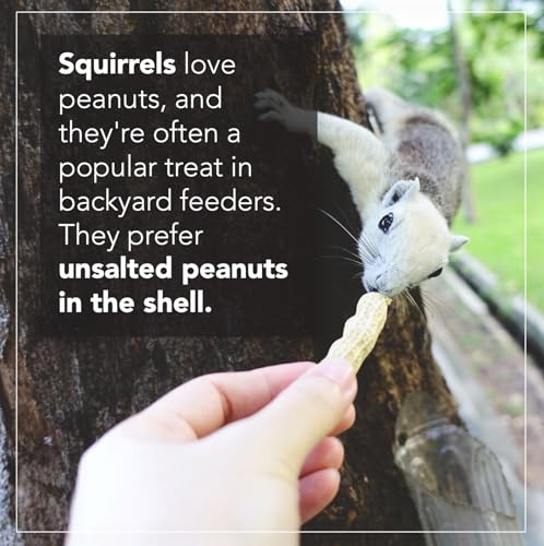Raw Peanuts (50 LBS) T3461