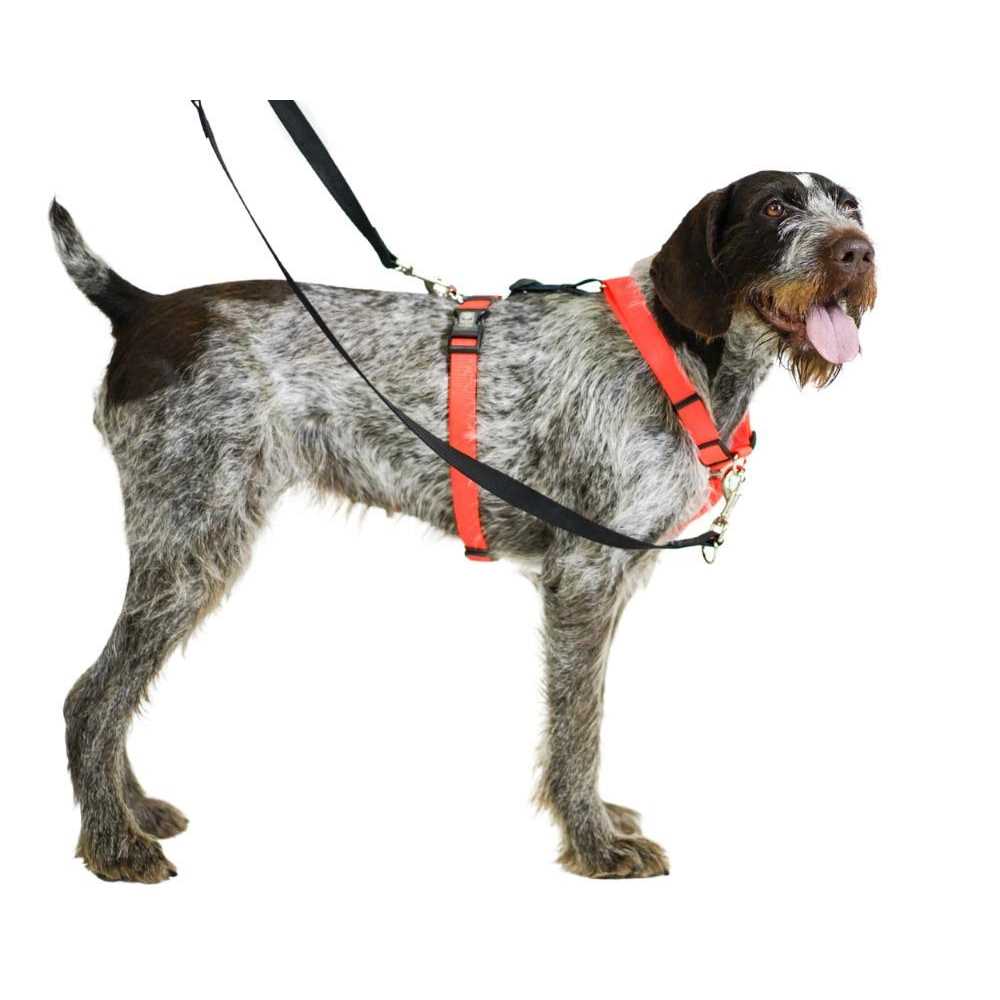 Buckle-Neck No-Pull Dog Harness U820