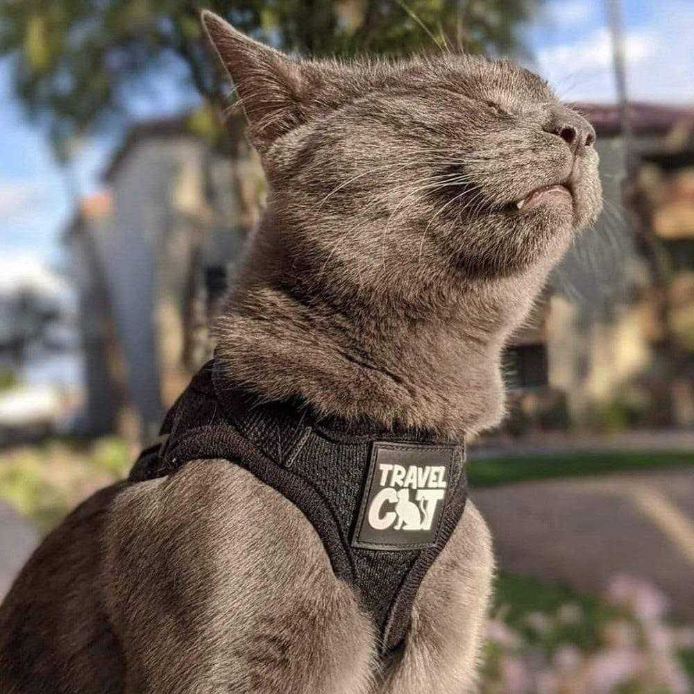 Reflective Cat & Kitten Harness and Leash C6752