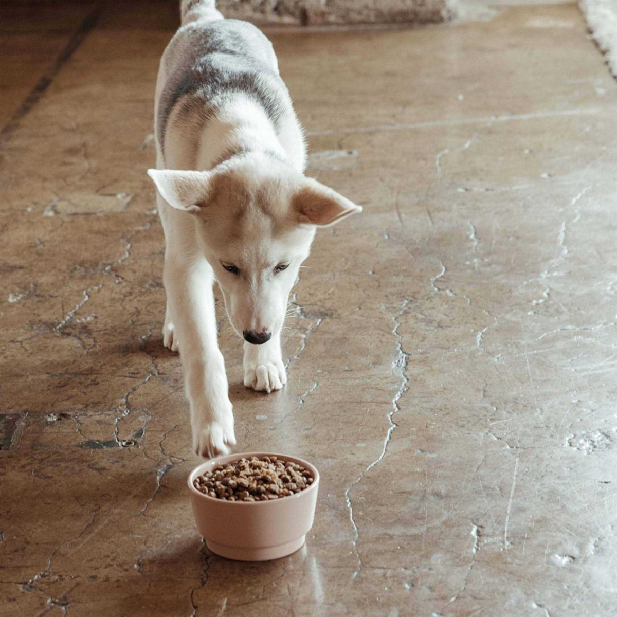 Sweet Potato & Carrot Dry Dog Food Q7470
