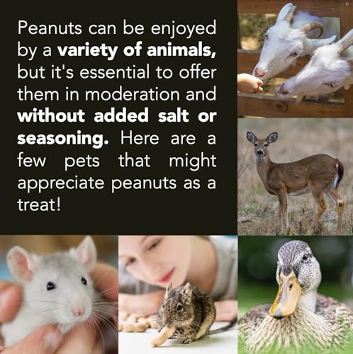Raw Peanuts (50 LBS) T3461