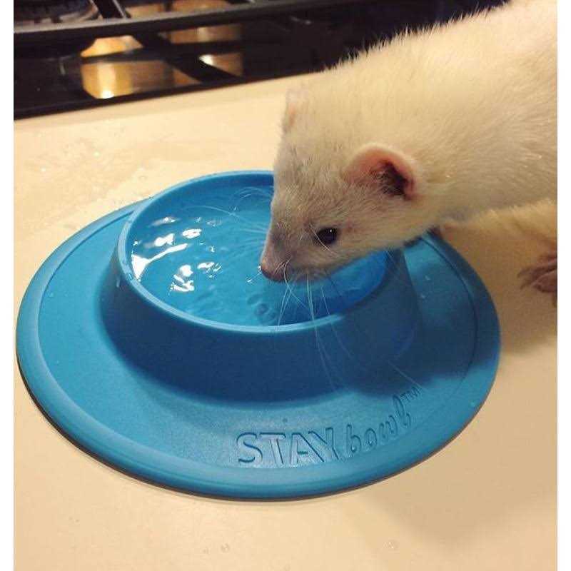 Tip-Proof Bowl for Guinea Pigs and Small Pets F894