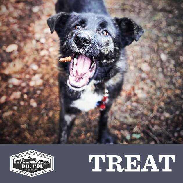 Freeze Dried Salmon Dog Treat and Meal Topper O96751
