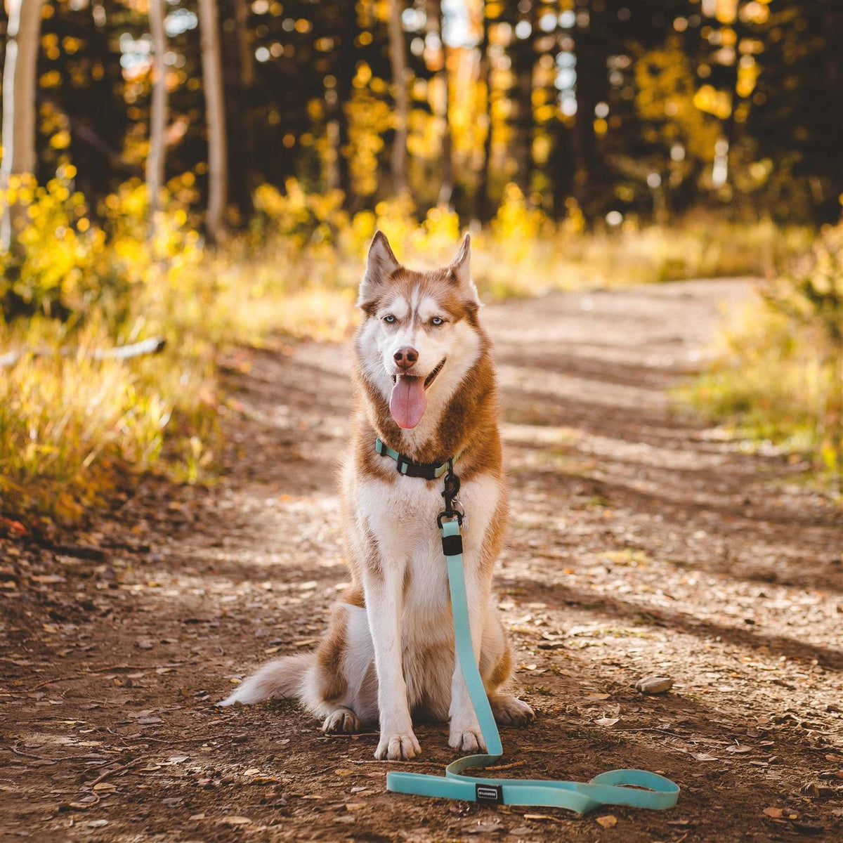 Waterproof Leash H6058