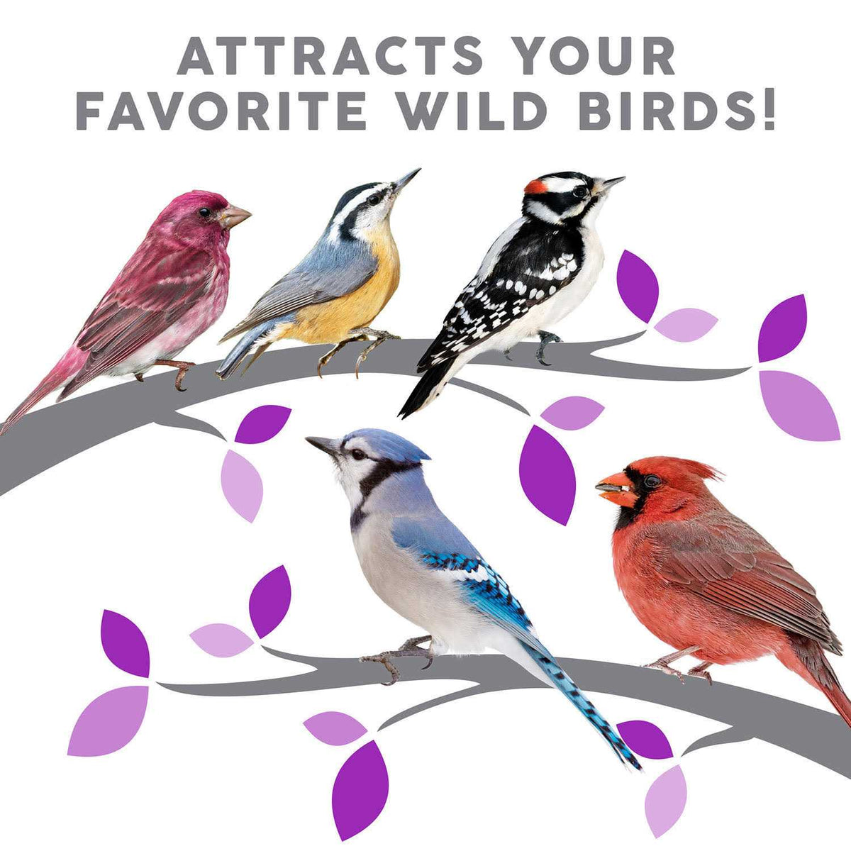 Wild Bird Food R55114
